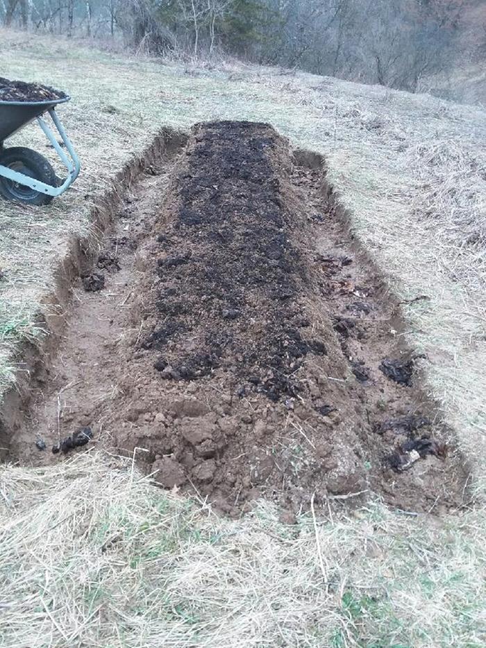 Coffee grounds applied and chopped into bed slightly