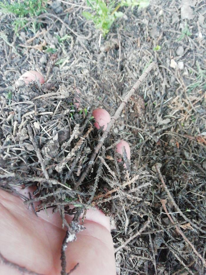 The dry mulchy pine needles I want to use directly on the wood layer
