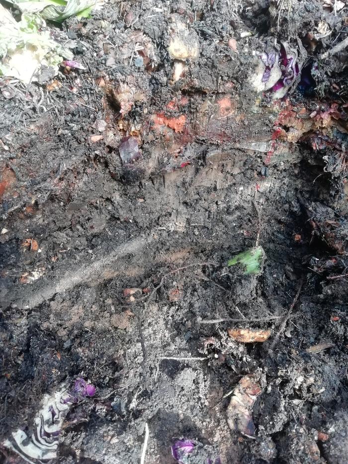A nice cross section of the compost heap