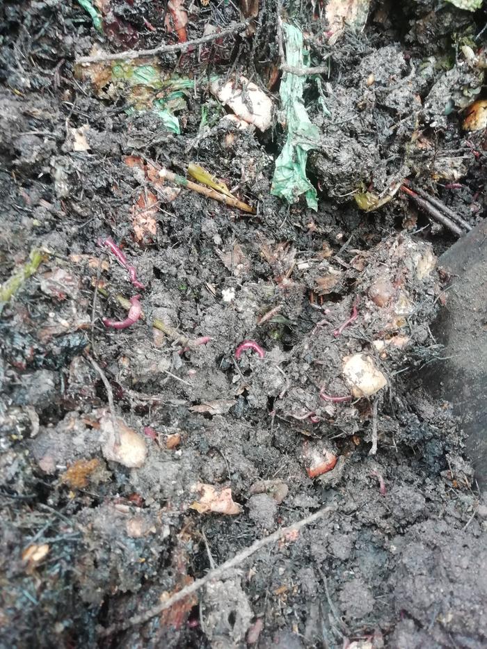 So many worms!! 