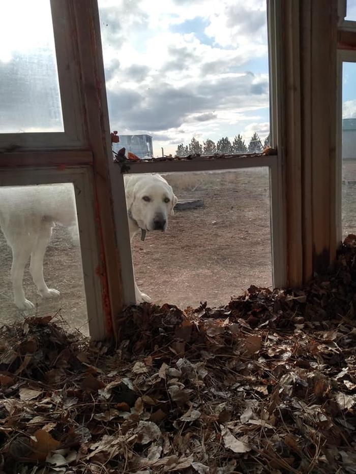 dog looking into the greenhouse