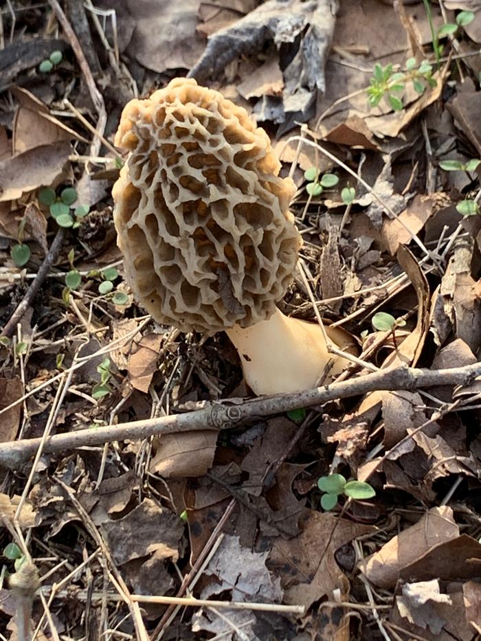 Morel 