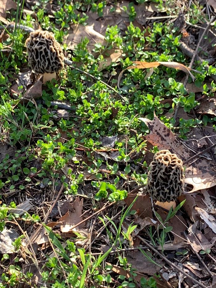 Morels