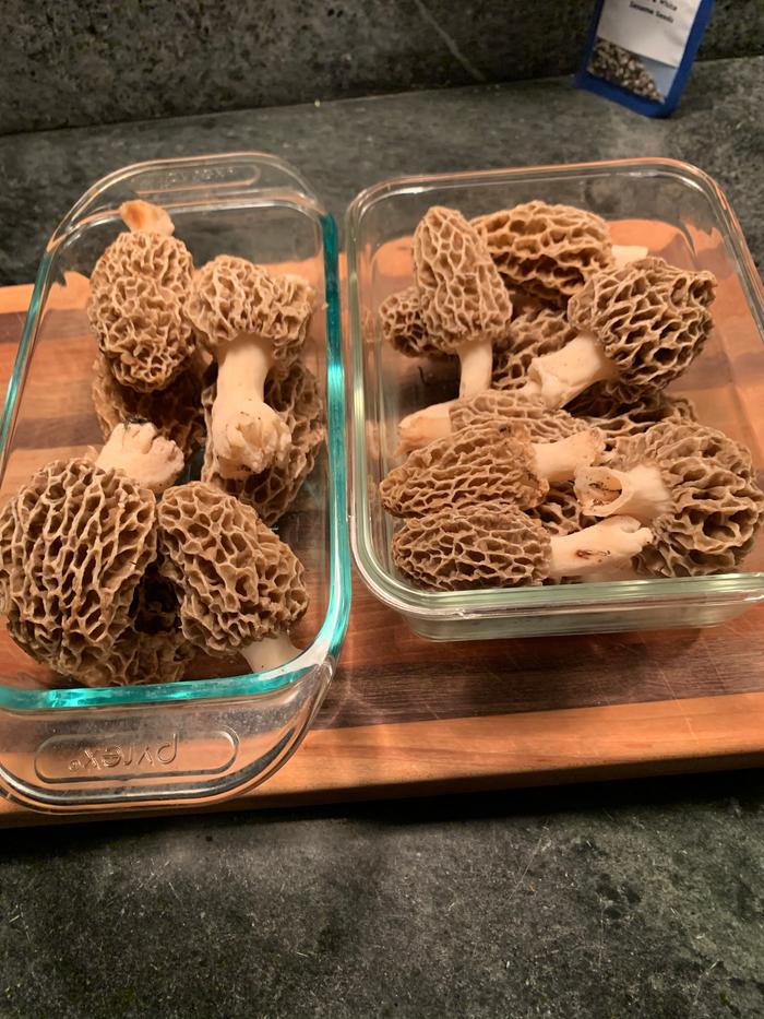 Morels!