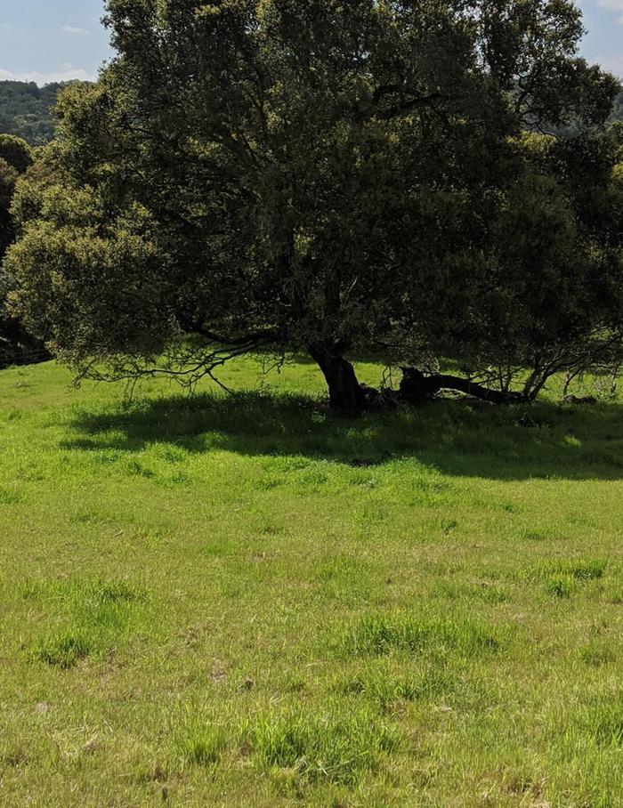 oak tree uneaten grass underneath