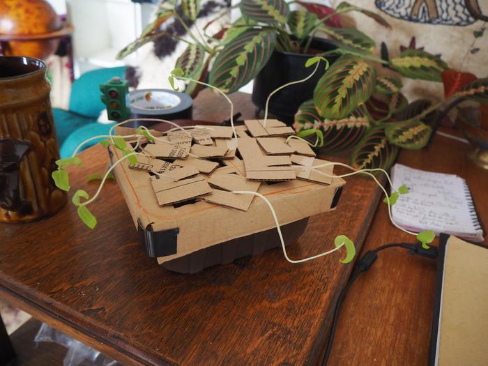 a desperate attempt to sprout mung beans using an old mushroom container and some cardboard.