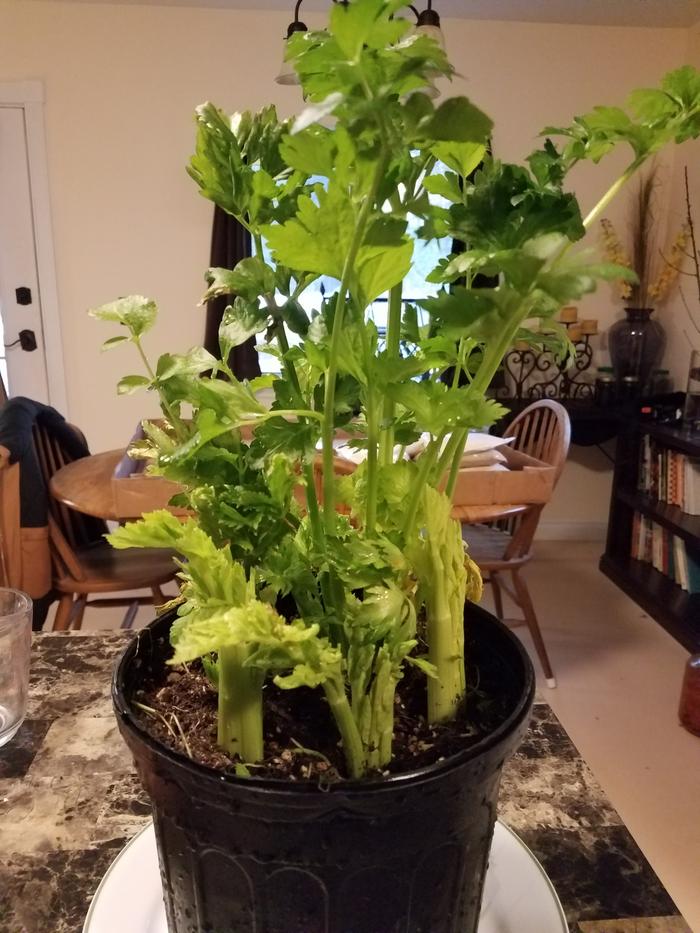 Five repurposed celery plants from the grocery store