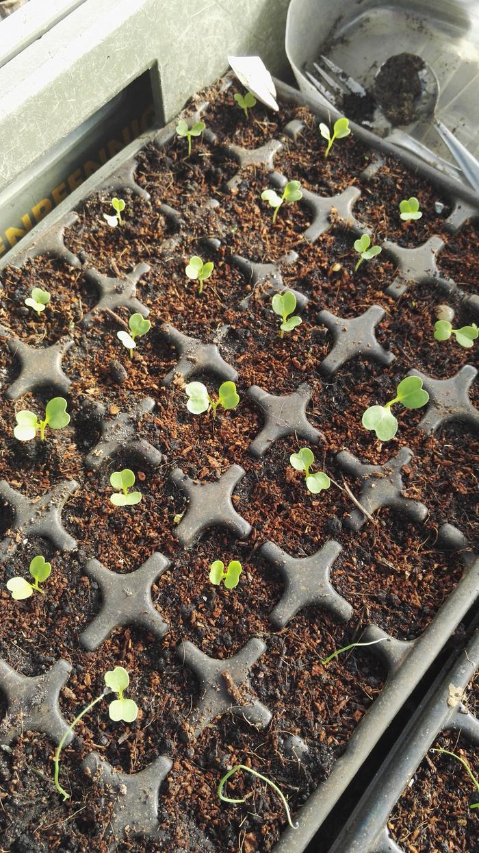 Cima di rapa seedlings