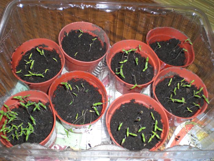 Tomatoe starts in compost grass and leafmold...notice the pot with the most seedlings is planted with my own Saved seeds from last year. a Testimony to the quality and superior level of germination from saved seeds and store bought