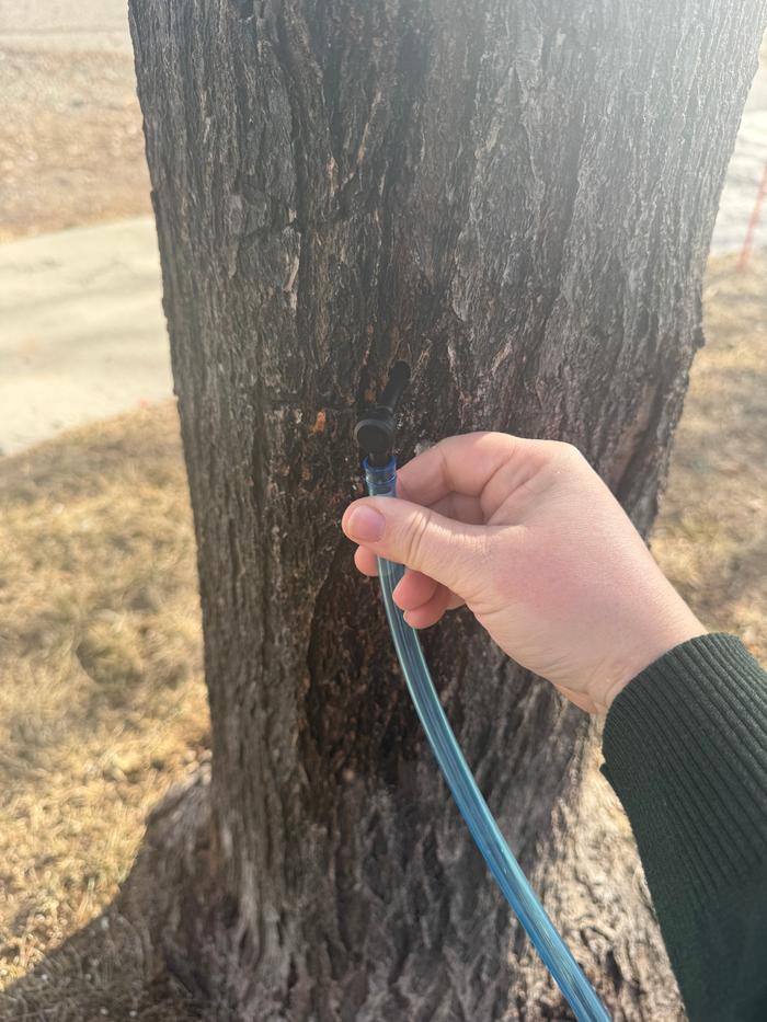 I got this tap set for Christmas and put it to good use! I used cleaned out milk jugs to collect the sap.