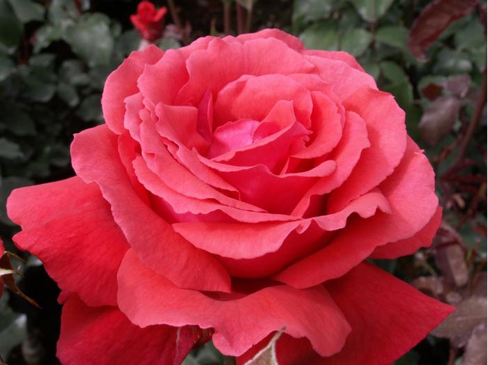 [Thumbnail for Rose2.png]