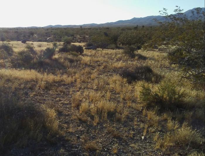 Lookinng northwest from near my homesite. Back before the cows came and ate all of my grass!