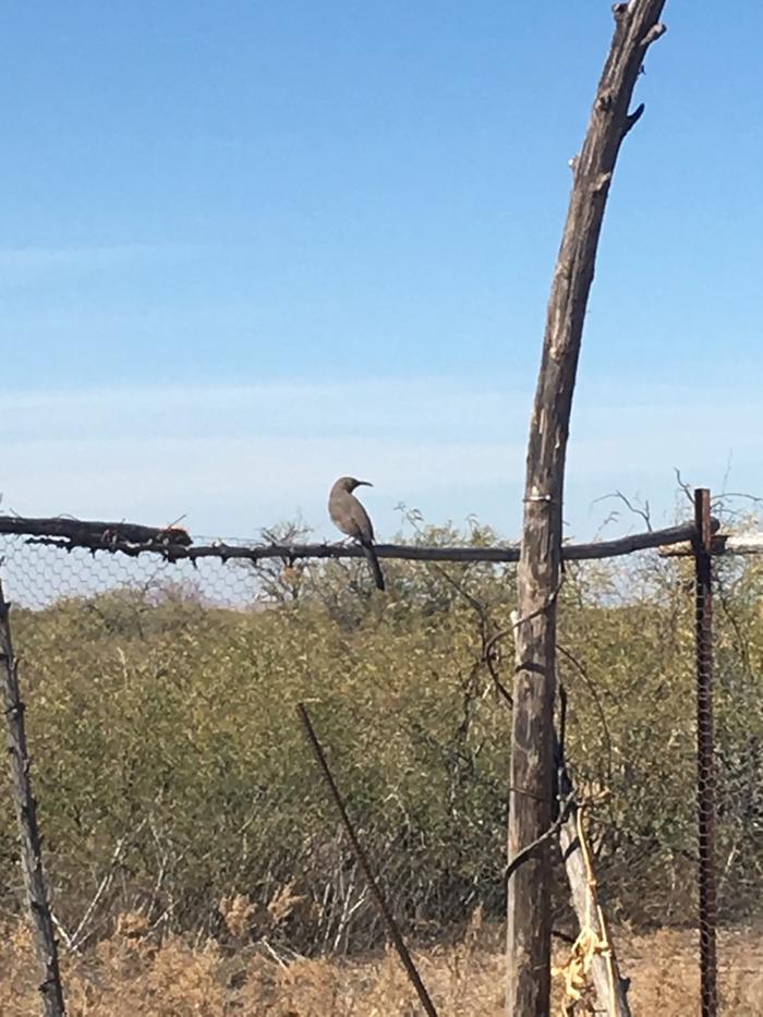 Birds like the yucca stalks in our garden fence