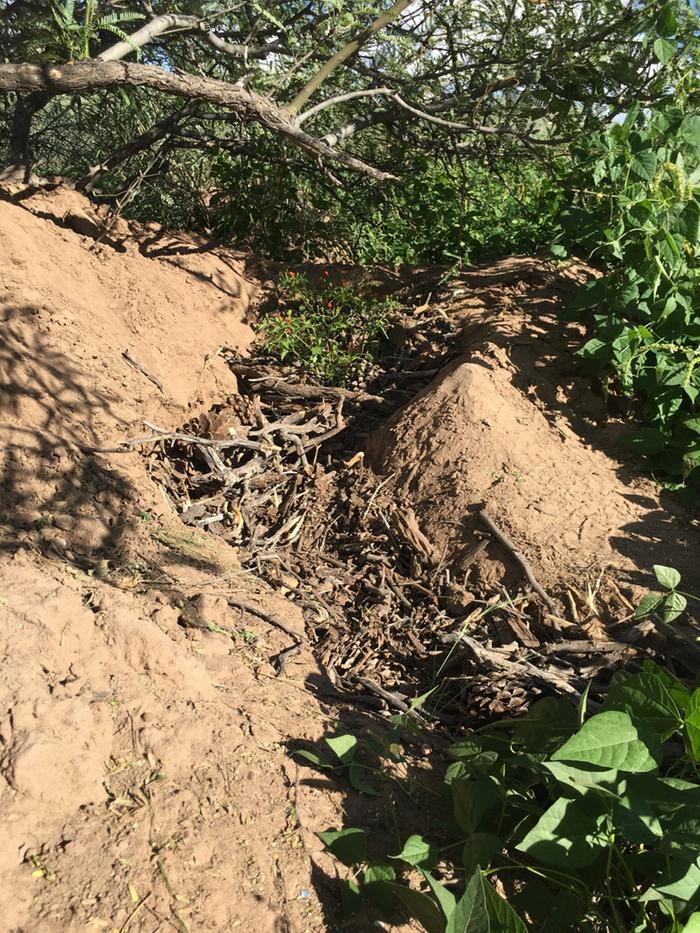 Chiltepines under mesquite madrina w/ mulched floodwater feeder