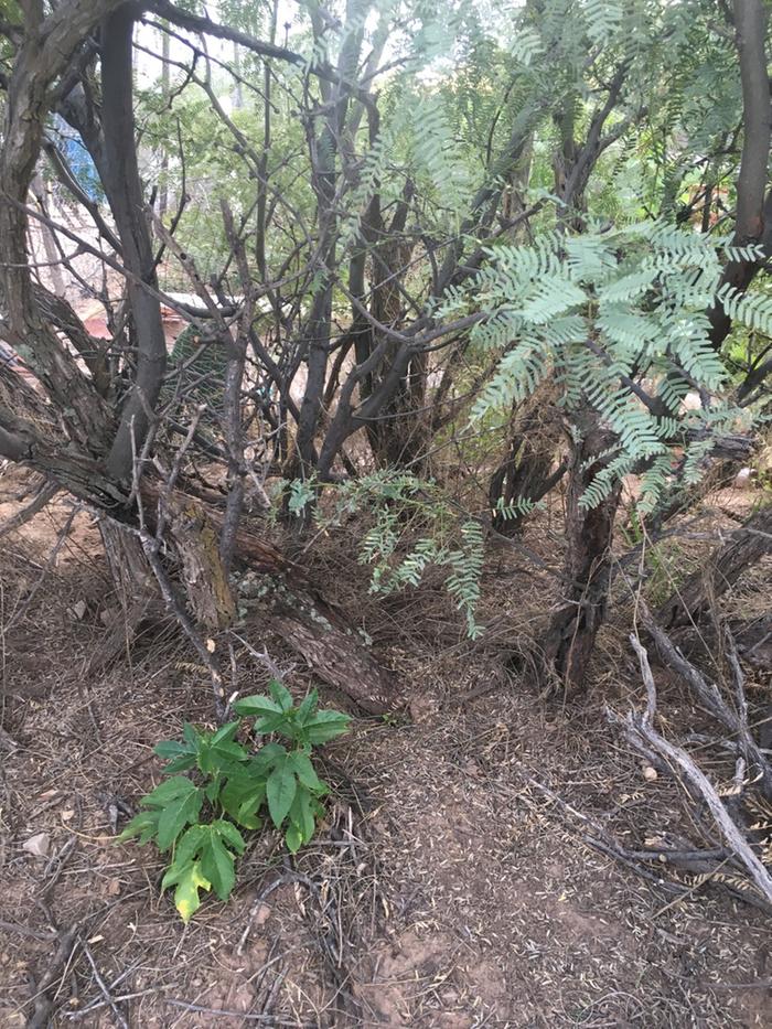 Passiflora incarnata under mesquite madrina