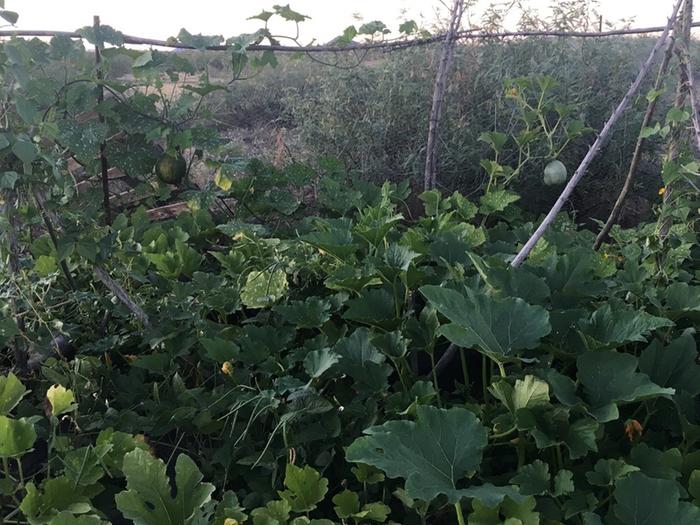 Locally-adapted squash make good living mulch