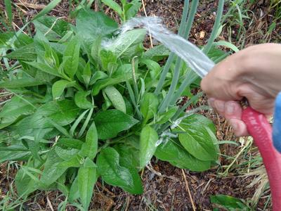 Water arriving to plants!