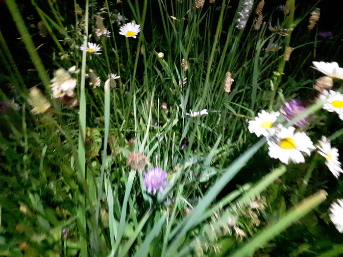 Red clover plants