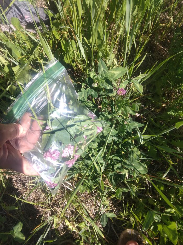 red clover in the wild