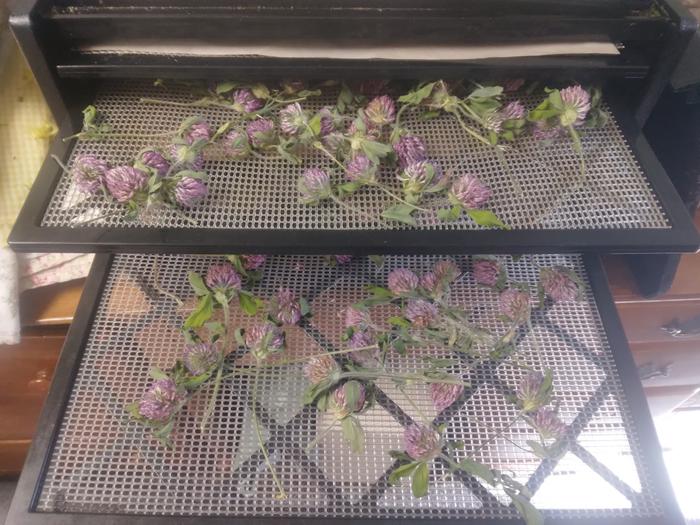 red clover drying