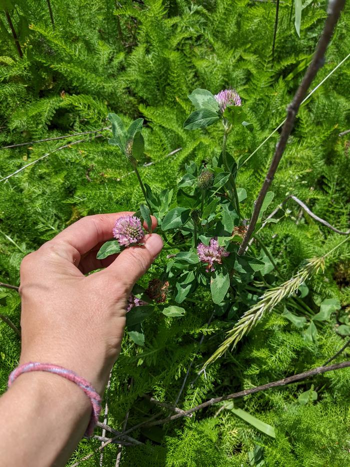 Harvesting red clover blossoms