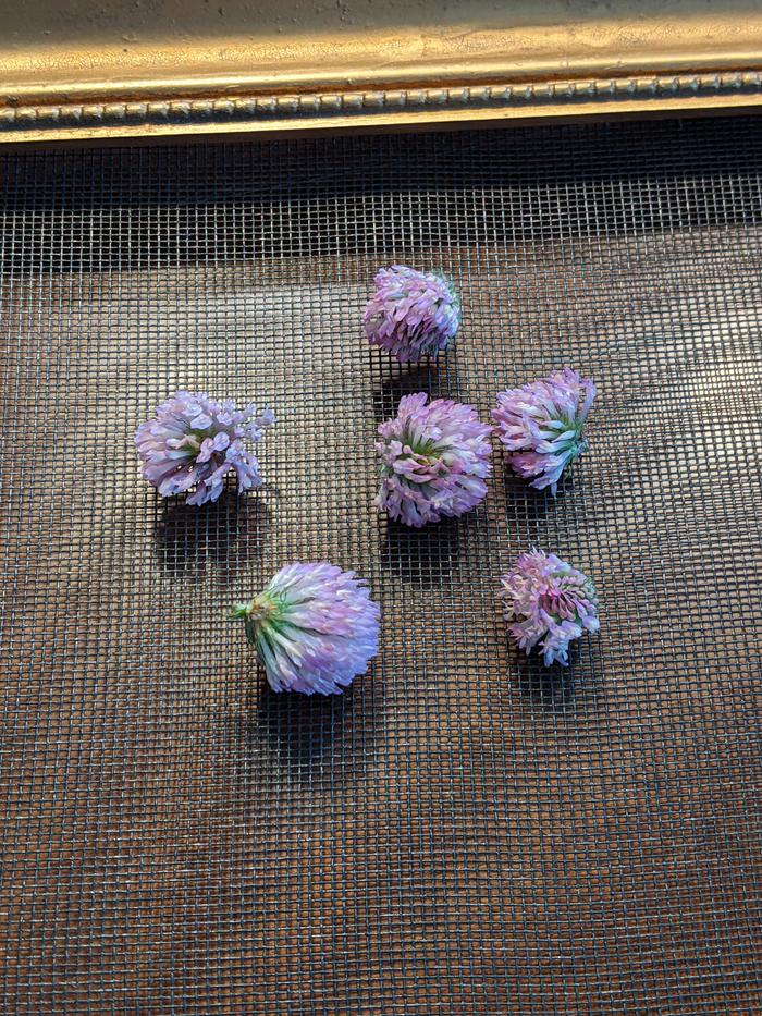 Red clover drying on a screen