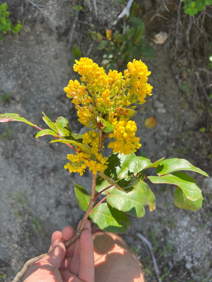 Here’s what I actually harvested