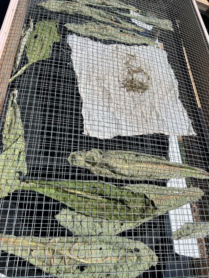 Drying next to Mullein leaves