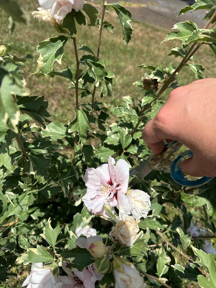 harvesting