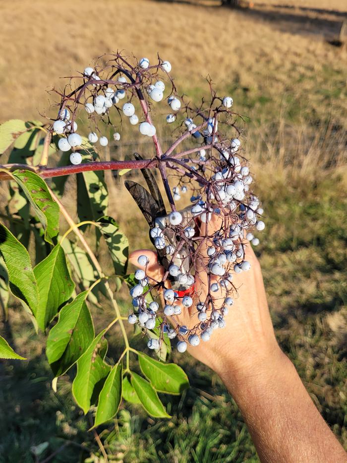 Harvesting. 