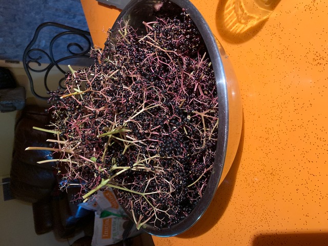 harvested berries