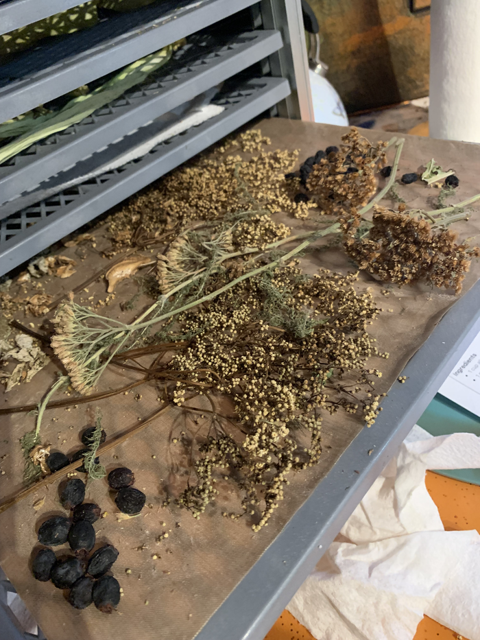 elderberry flowers, yarrow, hawthorn berries mix, elderberries on other trays