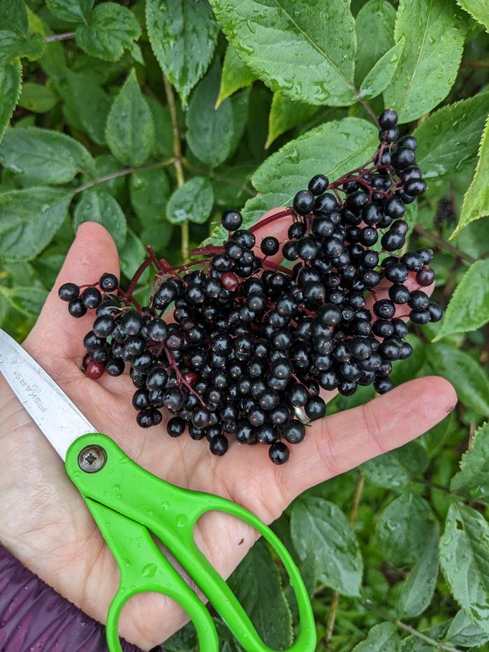 Harvesting elderberries 