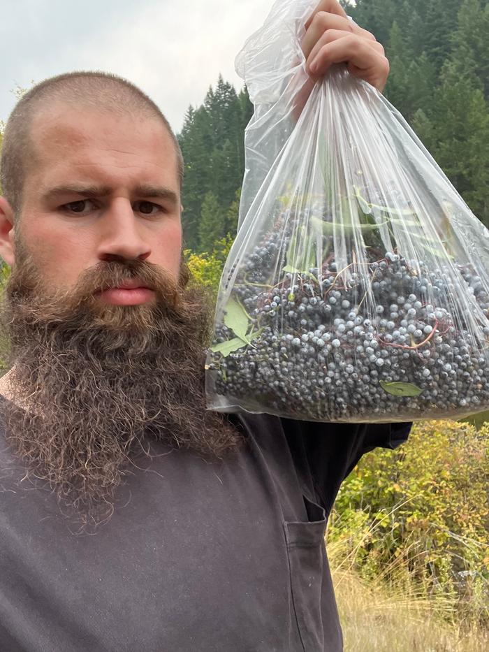 Harvesting (foraged near the river)