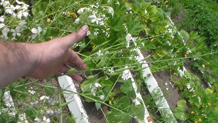 [Thumbnail for radish-pods.jpg]