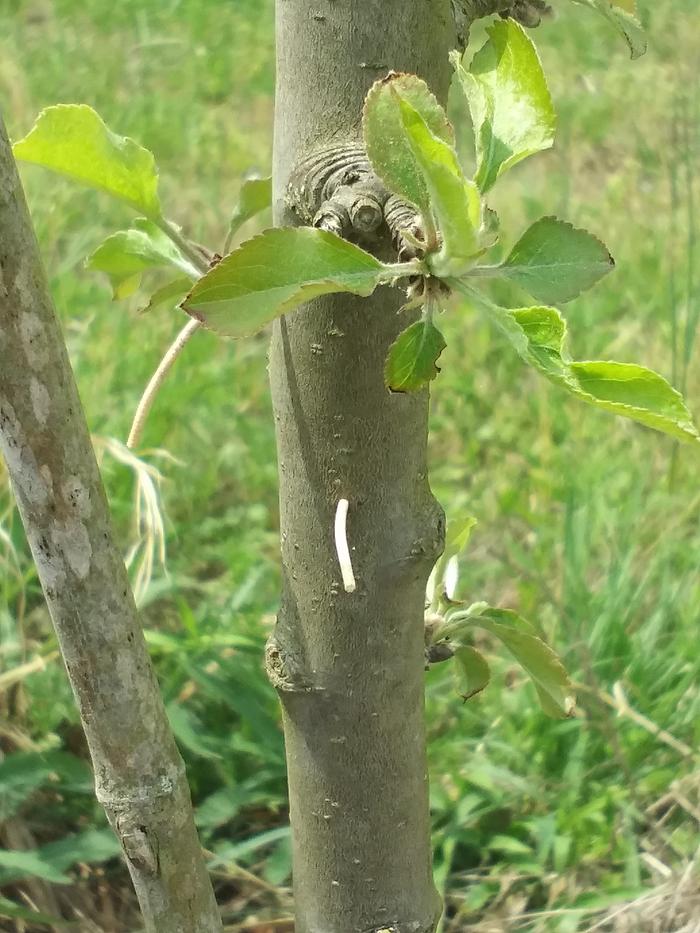 Protrusions on a Arkansas Black Apple