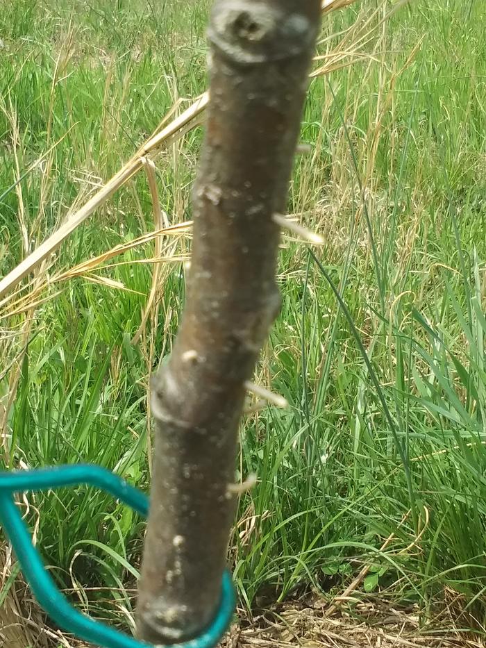 Protrusions on a Chinese Chestnut