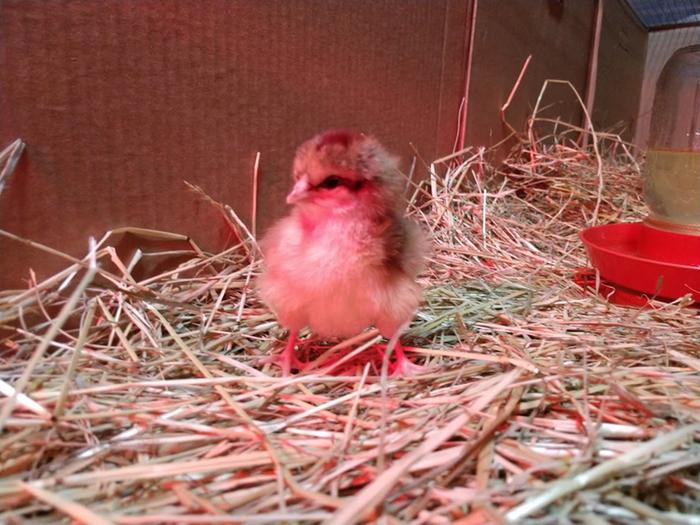 chick with spread legs