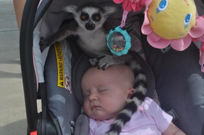 Lemur and baby