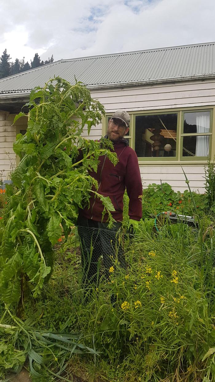 Saving Spinachbeet for seed