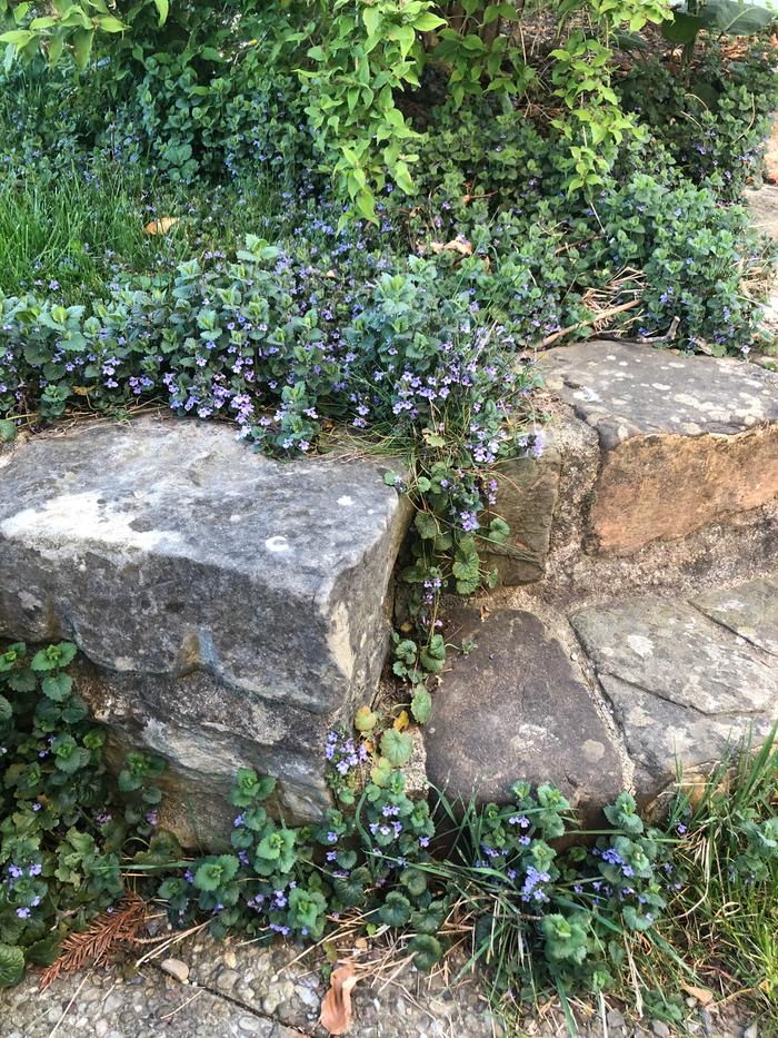 Weeds in brickwork