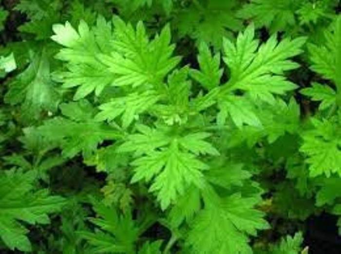 Mugwort