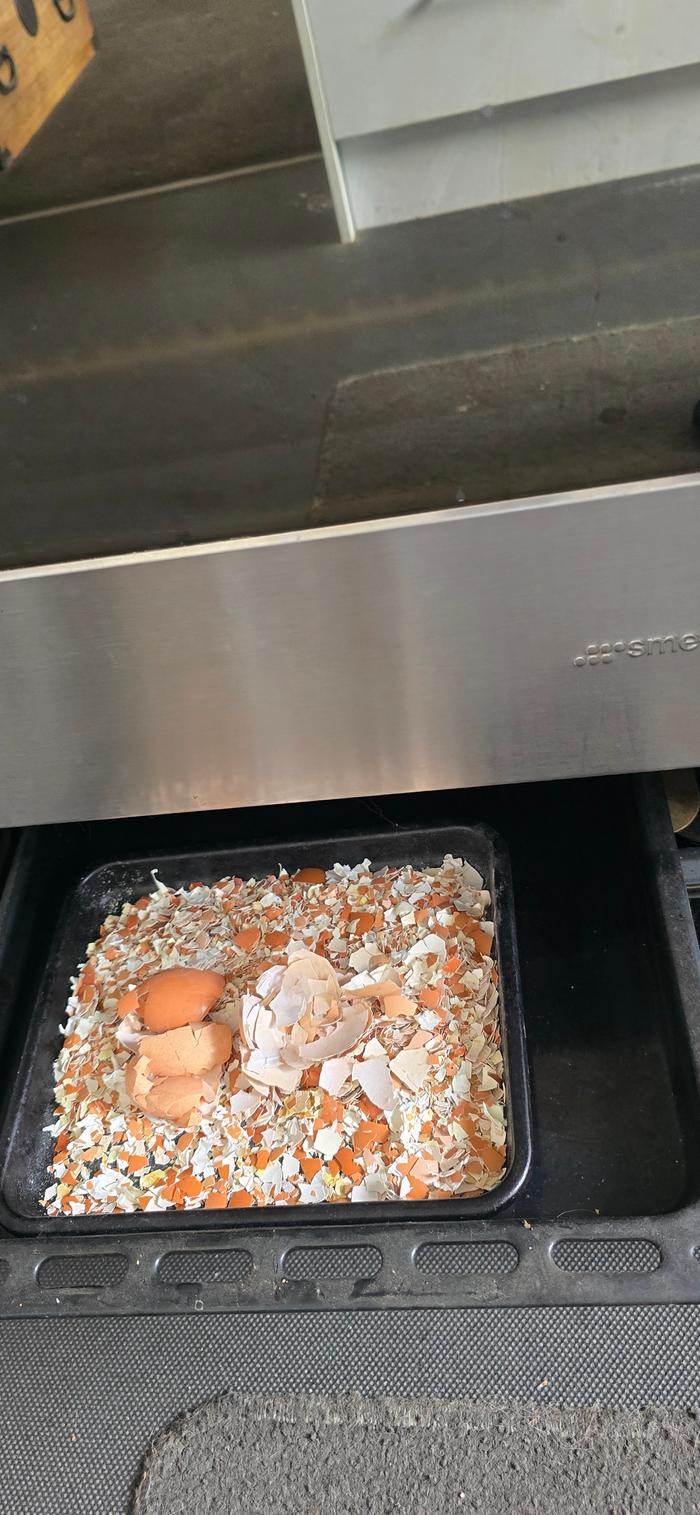 Eggshells in warming drawer