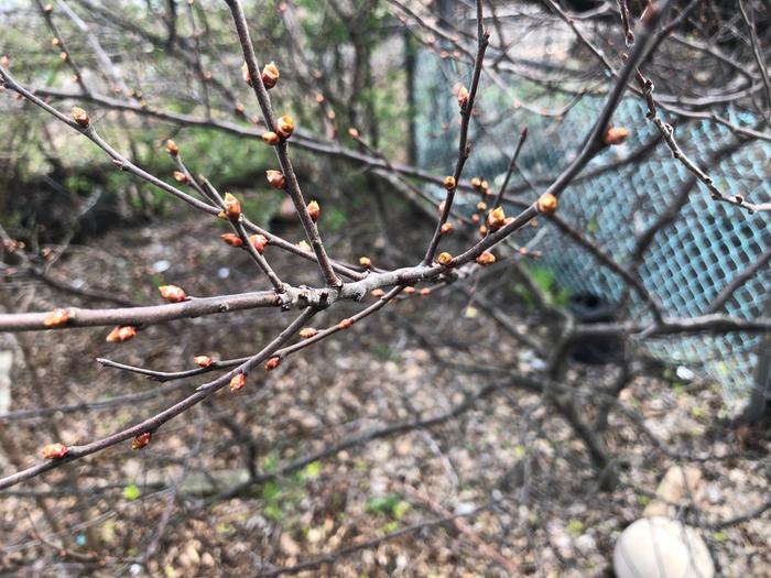 beach Plum