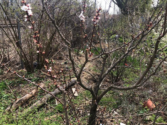 Apricot with two harvest fruit and edible nut-seed