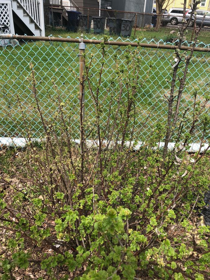 Currant aka Gooseberry cousin