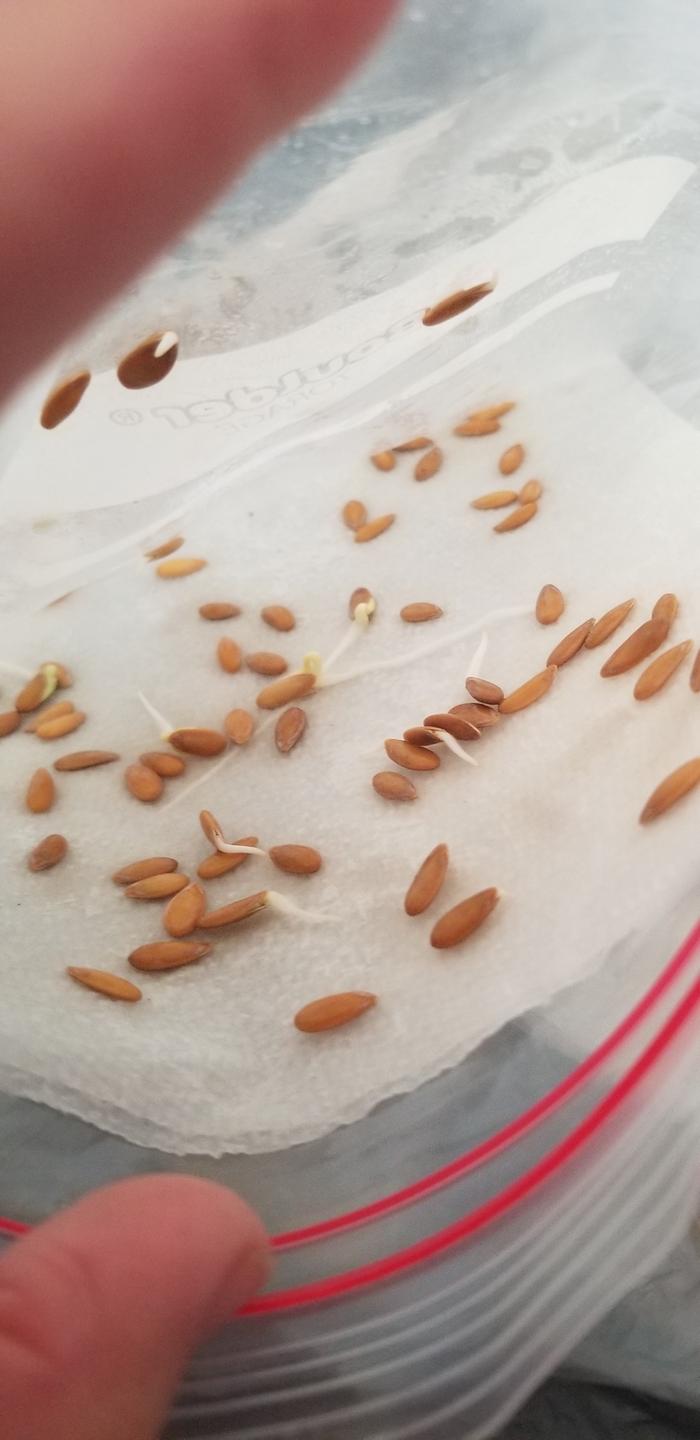 Melon seeds