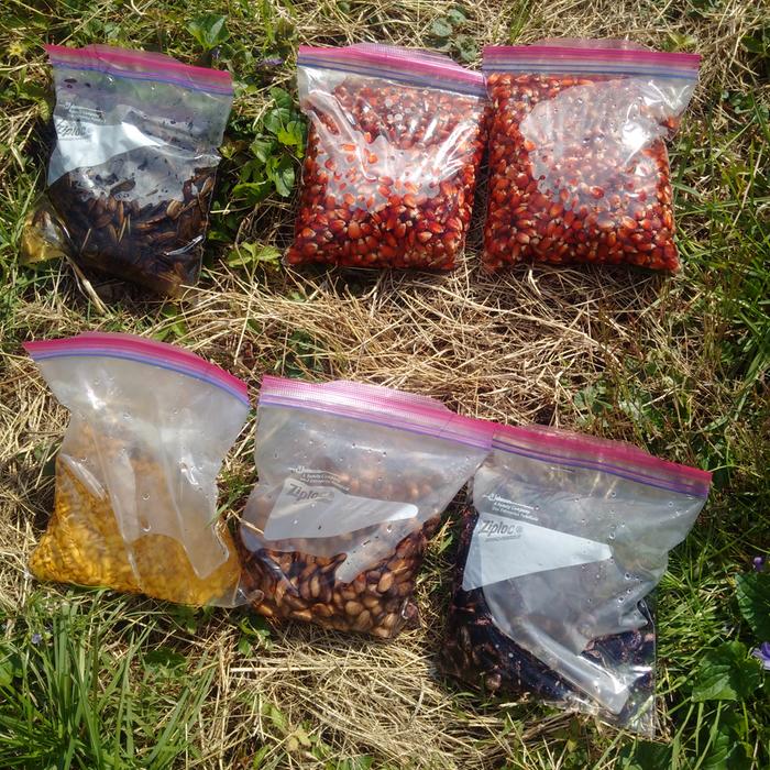 bags of soaked seeds