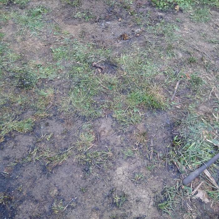 planted out collards