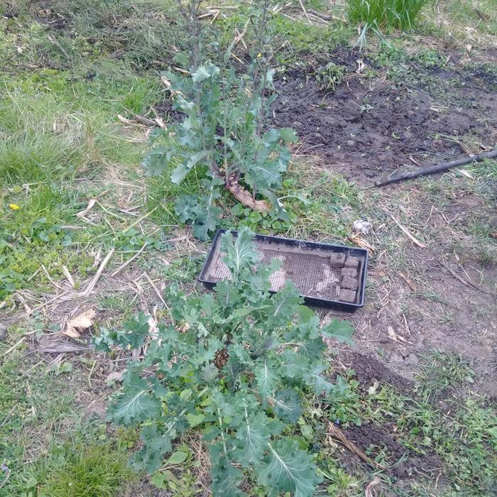 lofthouse kale